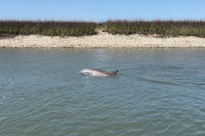 Morris Island Dolphin Cruise and Shelling Trip - FAQs About the Morris Island Dolphin Cruise and Shelling Trip