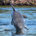 Nauti Exposures - Guided kayak tour through the Mangroves - Why This Tour Is a Top Pick