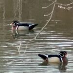 NYC Beginner Private Birdwatching Tour - An In-Depth Look at the Itinerary