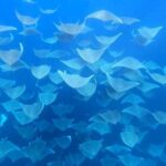 Ocean safari, snorkel with pelagic animals - Practical Details and Logistics