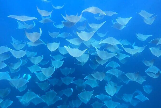 Ocean safari, snorkel with pelagic animals - Practical Details and Logistics