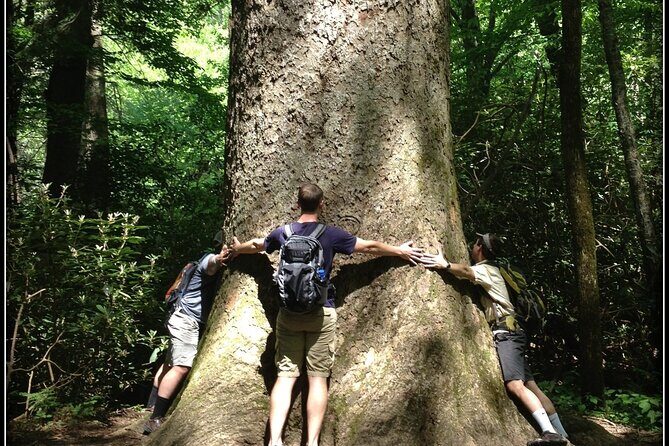 Old Growth Forest Cascade - Why This Tour Stands Out