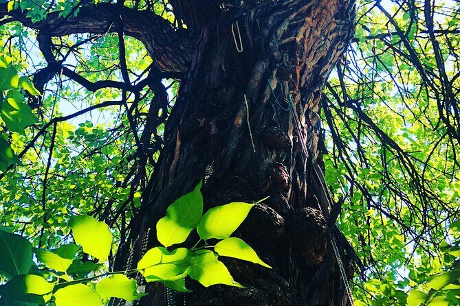 Old Louisville Walking Tour Recommended by The New York Times! @ 4th and Ormsby - Who Should Consider This Tour?