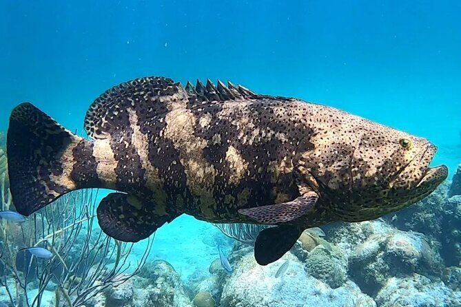 Original Snorkel and Sandbar Combo in Islamorada - Cancellation Policy and Practicalities