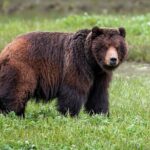 Pack Creek Bear Viewing - What Travelers Say About the Tour