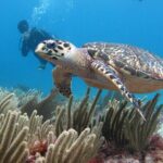 PADI Open Water Diving Certification Course Activity - The Sum Up