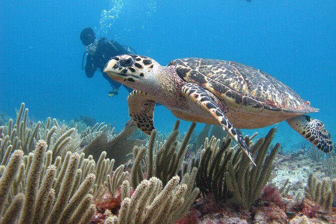 PADI Open Water Diving Certification Course Activity - The Sum Up