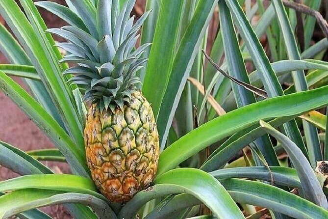 Pearl Harbor and Mini Circle Island Tour from Kauai - Why This Tour Offers Great Value