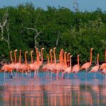 Pink Lake Las Coloradas + Rio Lagartos Reserve! Transportation from Cancun - What Makes This Tour Special?