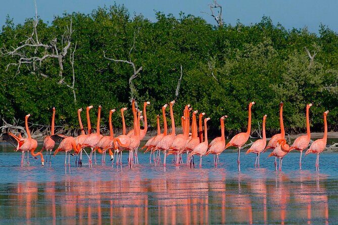 Pink Lake Las Coloradas + Rio Lagartos Reserve! Transportation from Cancun - What Makes This Tour Special?