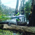 Plantation and Kayak Swamp Tour Adventure - Historic Oak Alley Plantation: A Step Back in Time