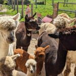 Pontiac Farm Tour - Day Trip From Ottawa & Gatineau - The Sum Up