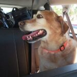 Premier Airport Shuttle Service for Seamless Transport in Cabo - Included Amenities That Make a Difference