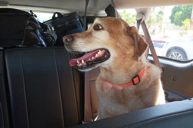 Premier Airport Shuttle Service for Seamless Transport in Cabo - Included Amenities That Make a Difference