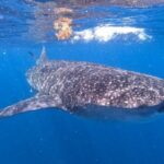 Private and Shared Whale Shark Tour from Tulum - Final Thoughts