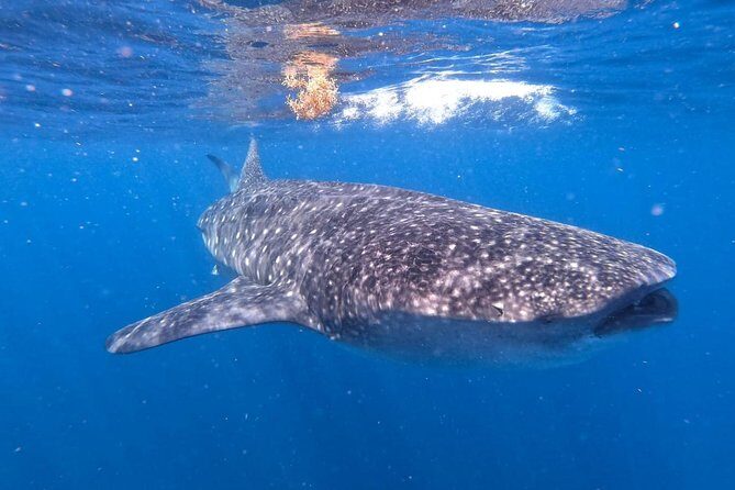 Private and Shared Whale Shark Tour from Tulum - Final Thoughts