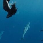 Private Charter Humpback Whale Watching & Dolphin Search - The Itinerary Breakdown
