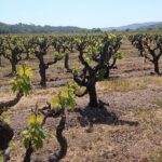 Private Chauffeured Winery Tour - What to Expect on the Day