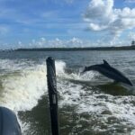 Private Dolphin Sightseeing Excursion - What to Expect from the Tour