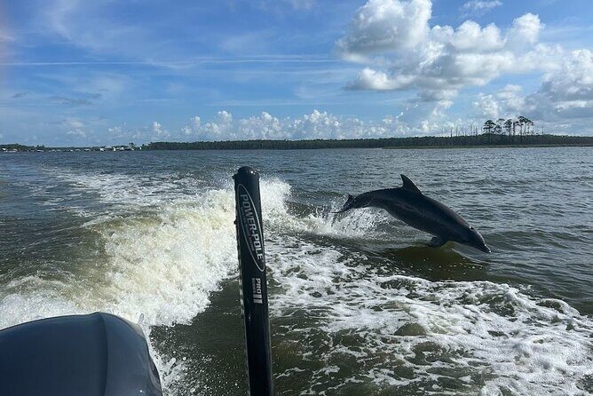 Private Dolphin Sightseeing Excursion - What to Expect from the Tour