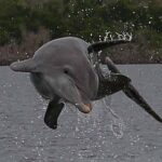 Private Everglades 10,000 Islands Photo and Birding Boat Safari - The Real Value of the Experience