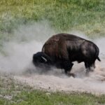 Private Full Day Tour of Yellowstone's Natural Wonders - Pricing and Value
