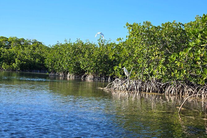 Private Guided Mangrove Eco-Tour Adventure - Who Should Book This Tour?