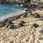 Private Hana Highway Highlights - Practical Details and What to Expect