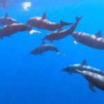 Private Huatulco Ocean, Bays & Coral Reef Snorkeling Adventures - What’s Included and What’s Not