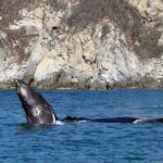 Private Huatulco Whale & Dolphin Adventures - Meeting at Chahué Marina and Starting the Adventure