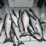 Private Ketchikan Wild Alaskan Salmon Fishing Trip - What to Expect During the Trip