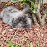 Private Rabbit and Chicken Petting Experience in Navarre - The Value of the Experience