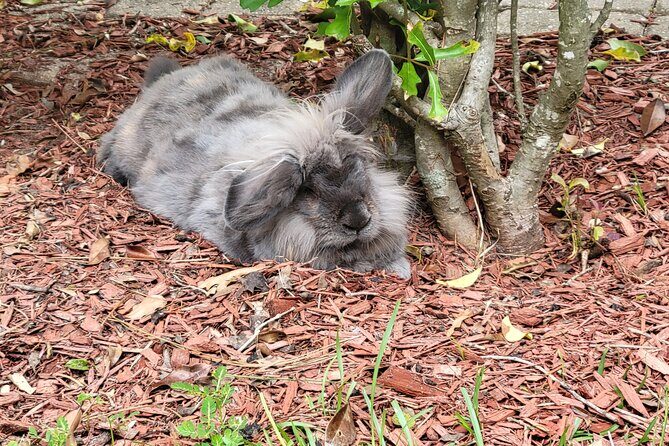 Private Rabbit and Chicken Petting Experience in Navarre - The Value of the Experience