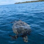 Private Scenic and Reef Snorkeling Kayak Adventure in West Maui - The Experience: Why Travelers Love It