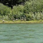 Private Scenic Snake River Float - Grand Teton Nat'l Park - The Itinerary and Experience Breakdown