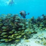 Private Snorkel Tour On The Reef Lagoon - Final Thoughts