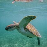 "Private Snorkeling with Turtles EN Akumal + Photos Included" - Why This Tour Works