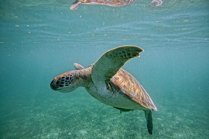 "Private Snorkeling with Turtles EN Akumal + Photos Included" - Why This Tour Works