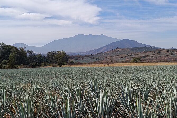 PRIVATE Tequila Valleys Tour: Pyramids, Volcanoes, Agaves&Tequila - FAQs
