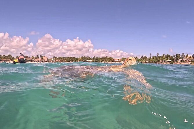 Private Tour: Turtle Swim & Underground Cenote - The Value of a Private, Tailored Tour