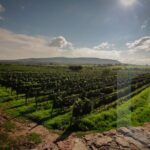 Private Vineyard and Wine Testing Tour From Guanajuato - What to Expect from the Experience