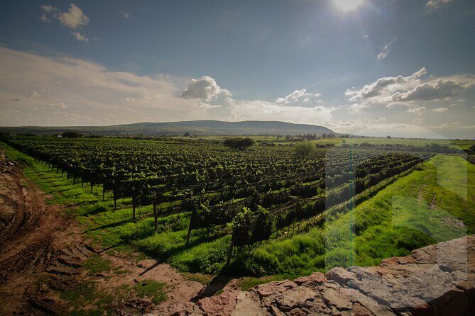 Private Vineyard and Wine Testing Tour From Guanajuato - What to Expect from the Experience