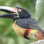 Private VW Beetle Tour to See Mexican Birds, Turtles & Monkeys - The Experience in Practice: Why Travelers Love It