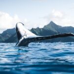 Private Whale Watching Activity - An In-Depth Look at the Private Whale Watching Tour in Oahu