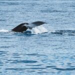 Private Whale Watching Trip from Oahu - The Itinerary in Detail