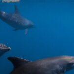 Private Wild Dolphin Encounter Day Trip - Who Will Love This Tour?