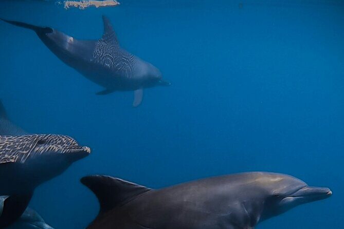 Private Wild Dolphin Encounter Day Trip - Who Will Love This Tour?