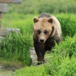 Private Wildlife, Glacier & Gold Panning (Panoramic Van  Max 9) - A Detailed Look at the Itinerary