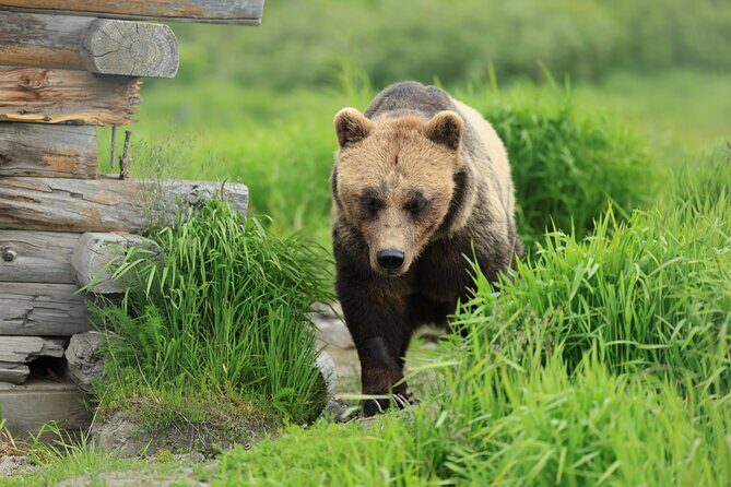 Private Wildlife, Glacier & Gold Panning (Panoramic Van  Max 9) - A Detailed Look at the Itinerary