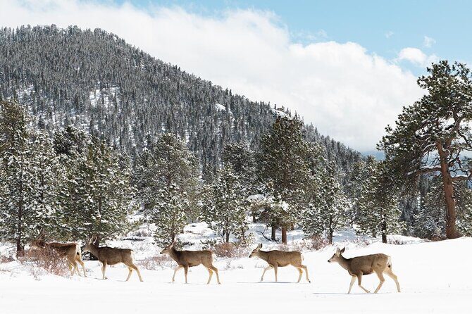 Private Winter Tour + Sledding in Rocky Mountain National Park - What Does the Tour Include, and What’s the Value?